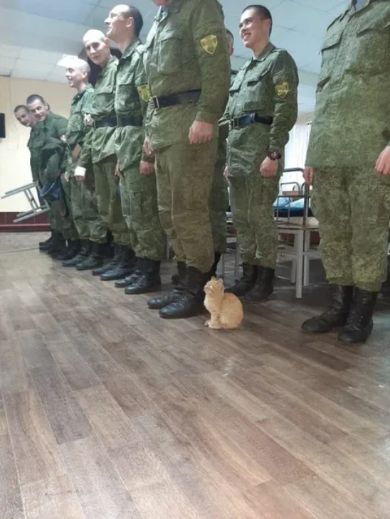 Ordinary redhead! -I! - The soldiers, Build, cat, The photo, Army