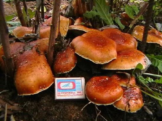 Veselka vulgaris and other mushrooms in the garden - Сельское хозяйство, Organic farming, Microbiology, Longpost