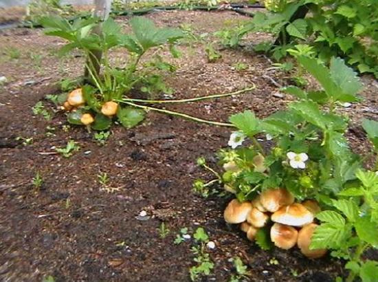 Veselka vulgaris and other mushrooms in the garden - Сельское хозяйство, Organic farming, Microbiology, Longpost