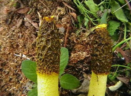 Veselka vulgaris and other mushrooms in the garden - Сельское хозяйство, Organic farming, Microbiology, Longpost