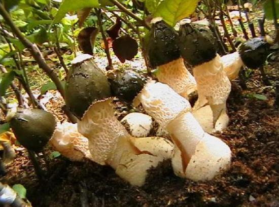 Veselka vulgaris and other mushrooms in the garden - Сельское хозяйство, Organic farming, Microbiology, Longpost