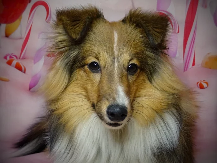 Sheltie Kylie, 8 months - My, Sheltie, Dog, Milota, Friend, Fluffy, Shetland Sheepdog