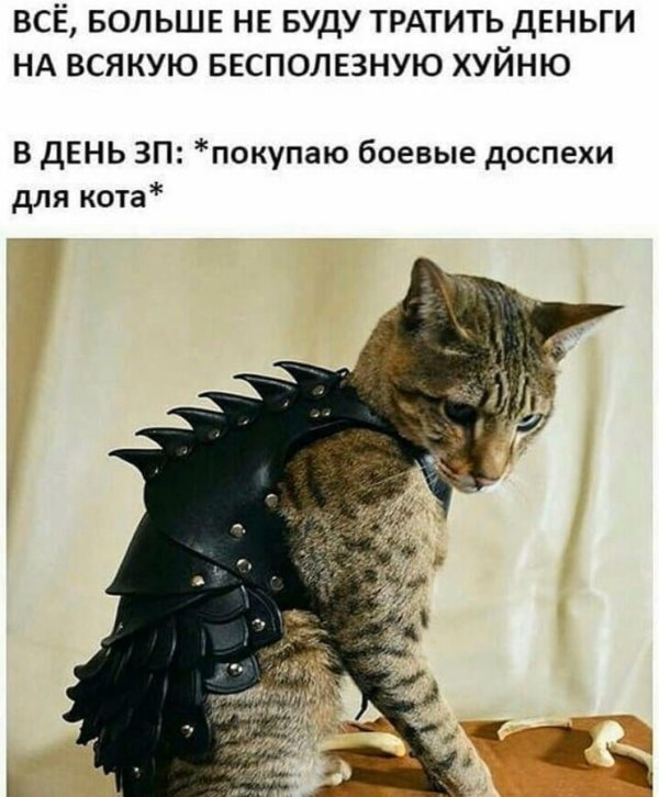 How so? - Salary, cat, Humor, Picture with text, Armor, Armor