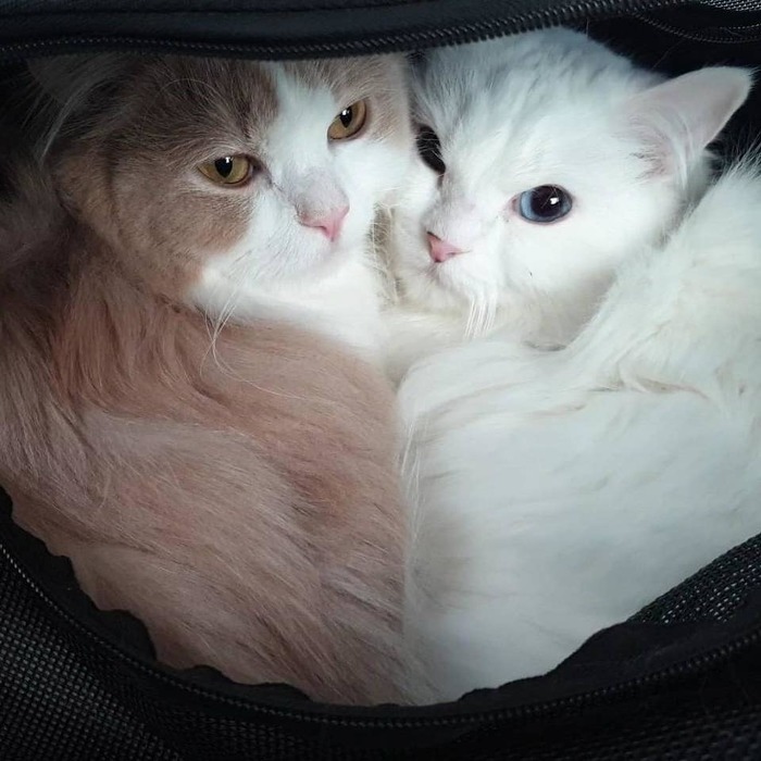 Lovely couple of cats