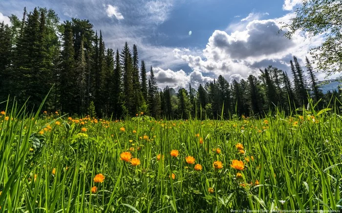 Summer in Altai... - My, Altai Republic, Mountain Altai, Nature, Frying, Travel across Russia, Travels, Beginning photographer