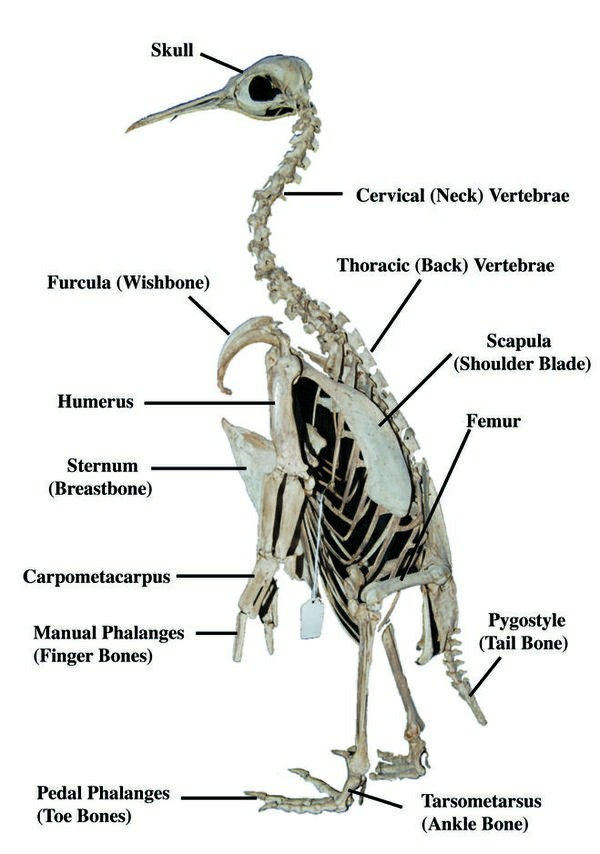 Penguins (Spheniscidae)Part 1 - My, Biology, Biology, Penguins, Interesting, king penguins, Longpost