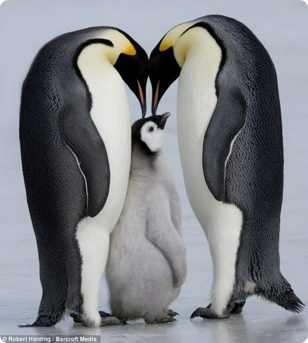 Penguins (Spheniscidae)Part 1 - My, Biology, Biology, Penguins, Interesting, king penguins, Longpost