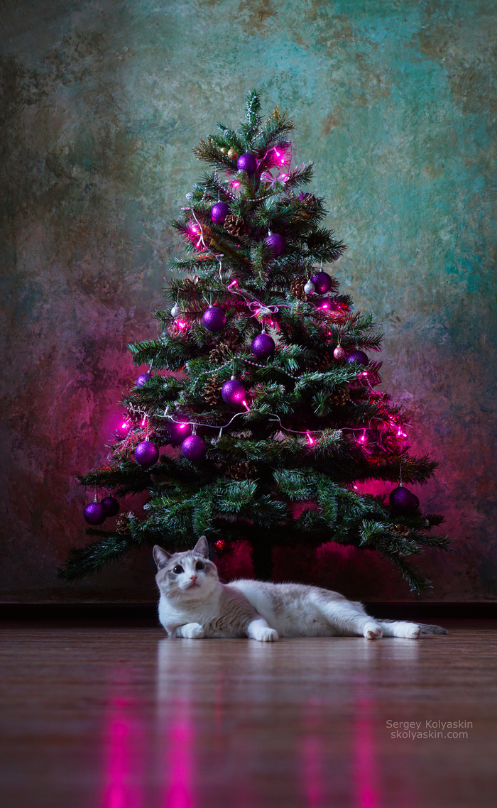 Какую ель выбрать на новый год - искусственную или натуральную?