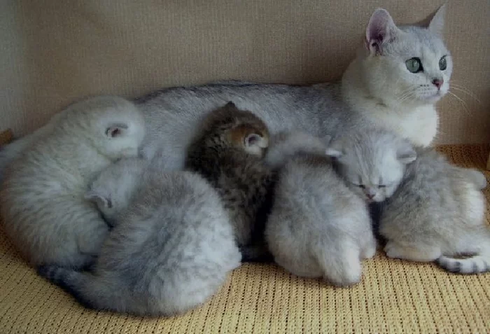 And my mother said that I was not adopted - cat, Catomafia, Kittens, Children, Foster family