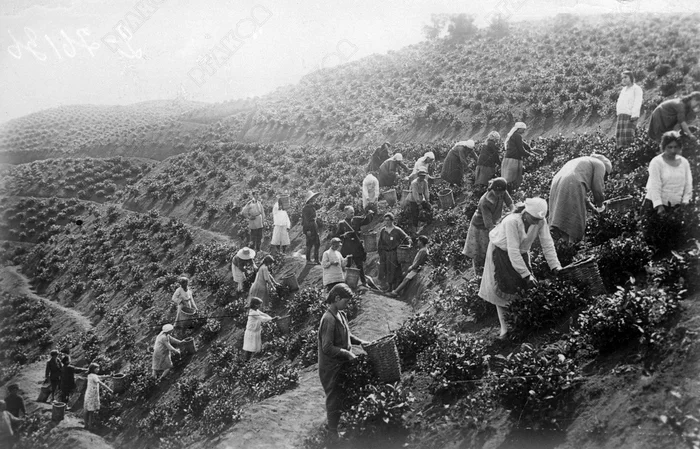 Tea plantations in the USSR - My, Rgakfd, Сельское хозяйство, the USSR, Facts, Archive of film and photo documents, Longpost, Tea, Tea plantation