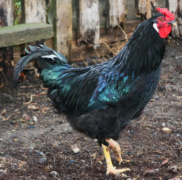 Who is more beautiful? - My, Rooster, Choice, beauty, Longpost