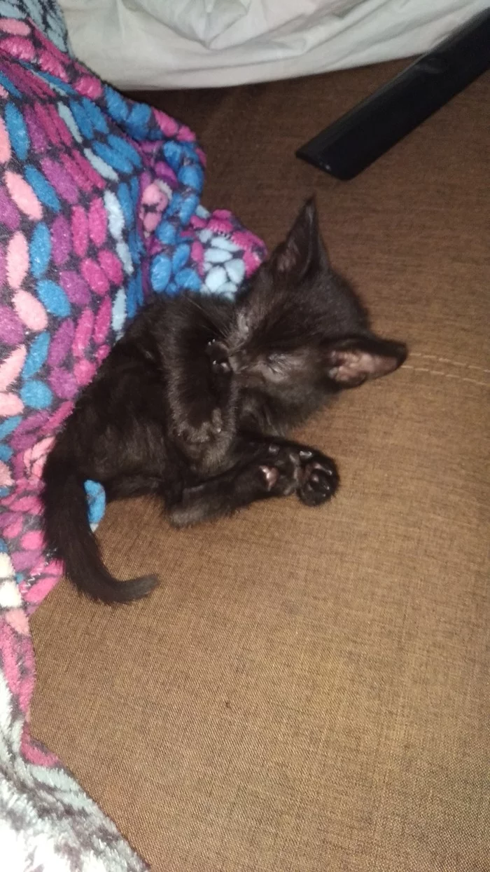 Кошка ищет дом - Моё, Котомафия, Черный кот, Без рейтинга, Брянск, Кот, В добрые руки