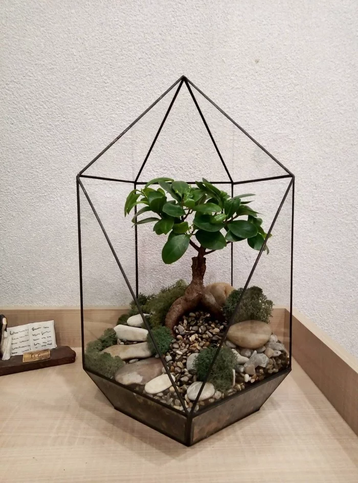 Banzai!!! - My, Bonsai, Florarium, Hobby, Houseplants, Enthusiasm, Glass, Presents, Longpost