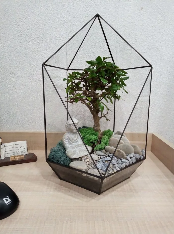 Banzai!!! - My, Bonsai, Florarium, Hobby, Houseplants, Enthusiasm, Glass, Presents, Longpost