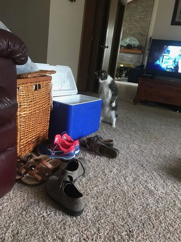 And this is all for me?! - cat, Cooler bag, Box and cat