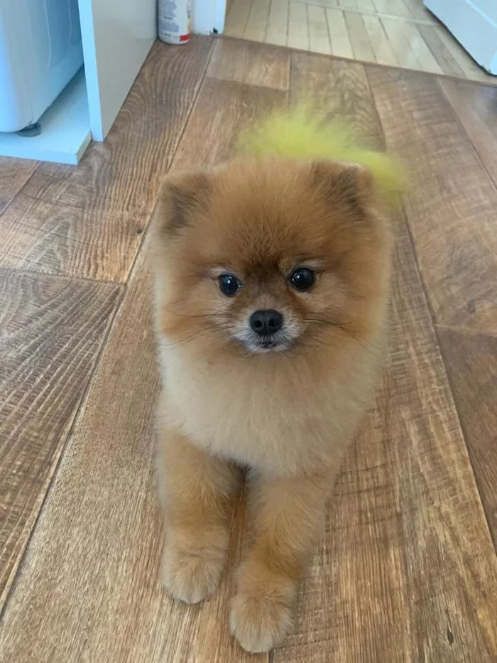 Pomeranian Spitz went missing in the area of ??Prospekt Mira - The dog is missing, Dog, No rating, Prospectus Mira, Pomeranian, Moscow