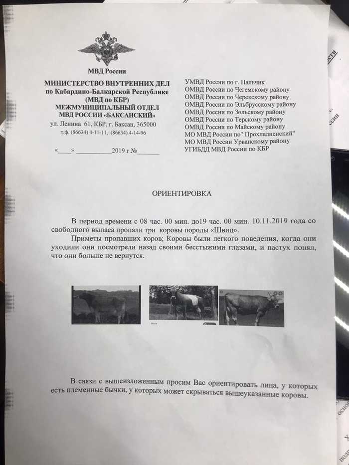 Бесстыжие коровы