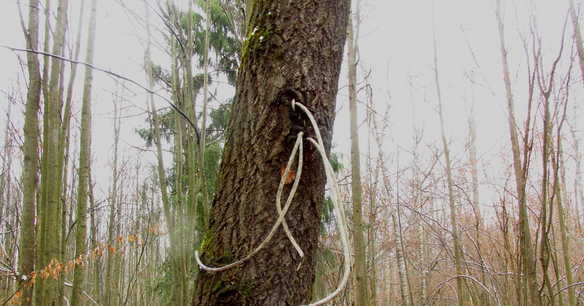 природа на комп. грибной лес. в лесу есть интернет. дикий интернет. интернет лесной.