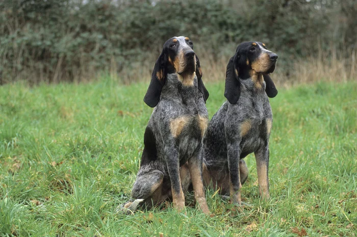 About dog breeds No. 117. French hounds, part 2. Large French hounds - Dog, Dog breeds, Hunting dogs, Hound, Longpost