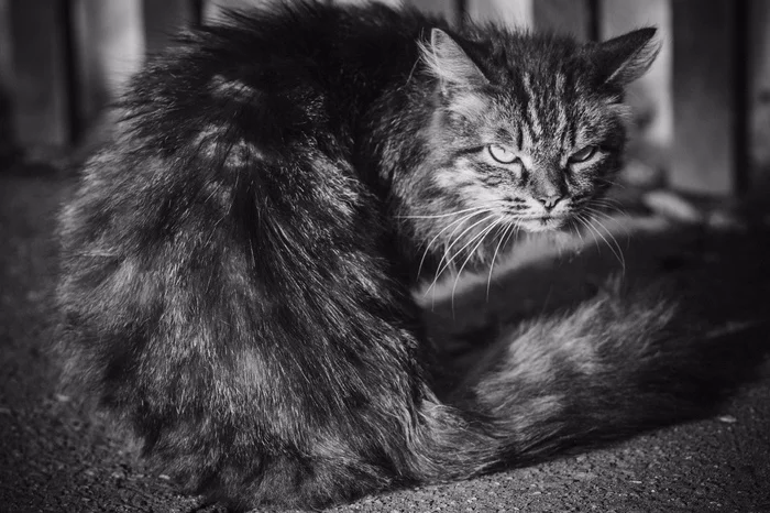 Seasoned - My, Canon 600D, Soviet optics, Jupiter-37, cat, Black and white, The photo