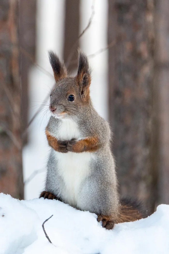 New Year's squirrel - My, Winter, Squirrel