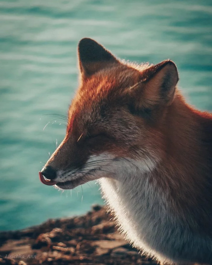 Not a single walk to Tobizina is complete without these fluffy beauties) Primorsky Territory, Russky Island - My, Russian island, Cape Tobizina, Fox, Sea, Video, Longpost, Animals