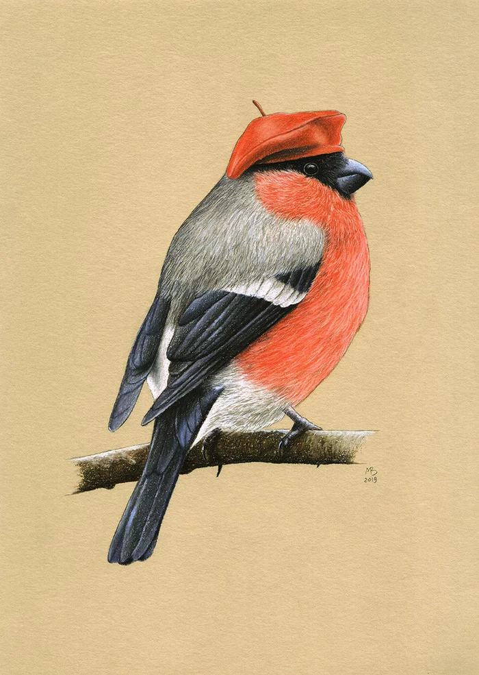 Bullfinch - My, Drawing, Birds, Birds in hats, Pastel, Art, Animalistics, Bullfinches, Beret