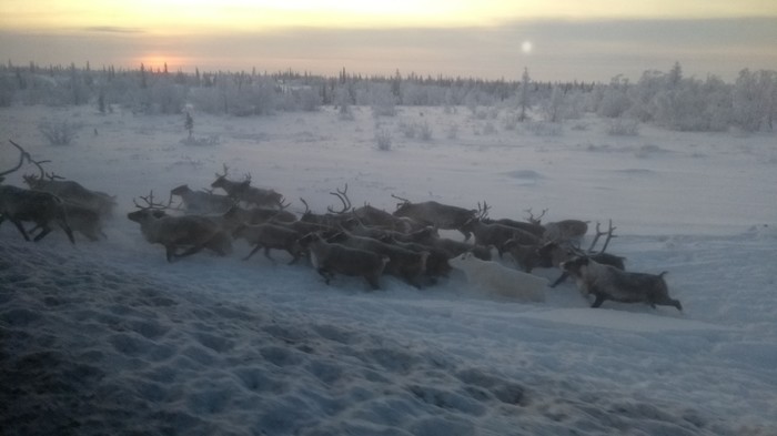 Traffic jam... - My, Watch, North, Deer, Video