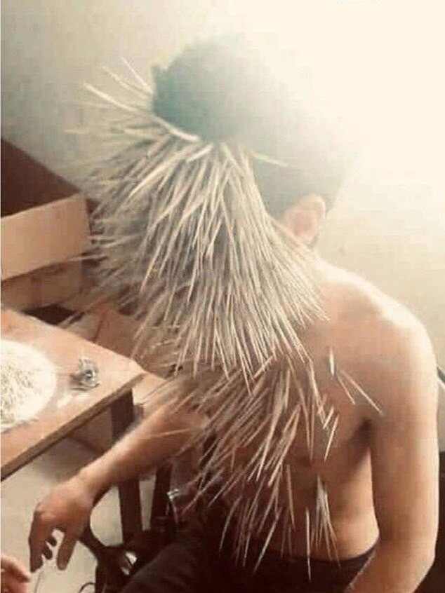 Парень перепутал дикобраза с пушистым животным и поплатился за это