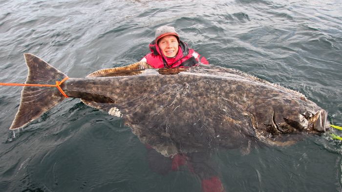 Huge flounder or Pacific halibut - Fishing, Halibut, Plaice, Sea, Ocean, Facts, Giants, Longpost