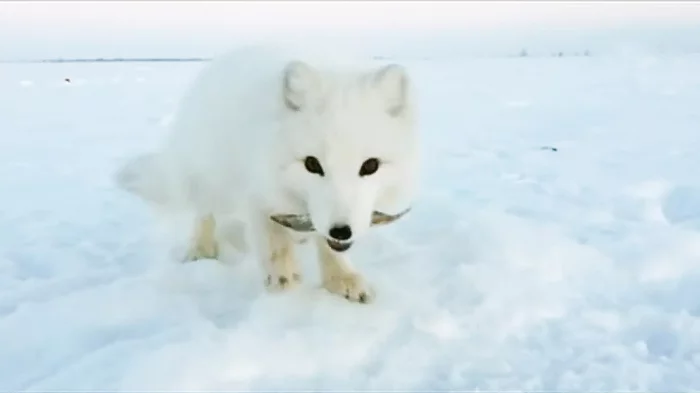 Forest guests. What brought wild animals to the district capital? - My, Wild animals, Arctic fox, YaNAO, Salekhard, Arctic, Video