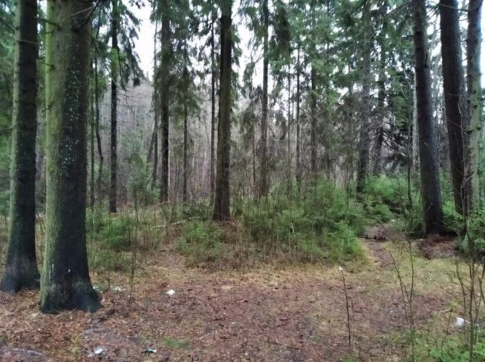 New Year's forest near St. Petersburg - My, Weather, Forest