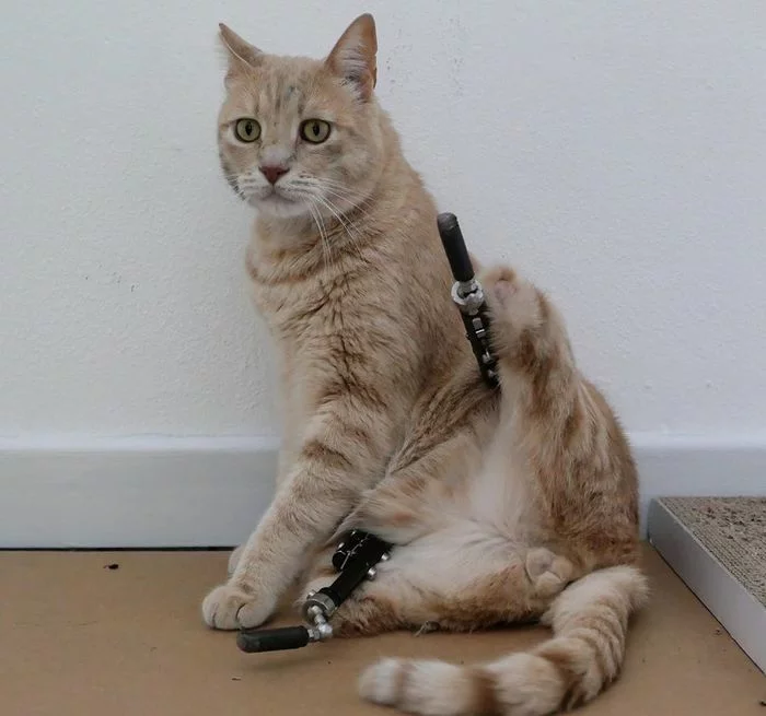 Bionic hoba - cat, Prosthesis, Hoba, Video, Longpost