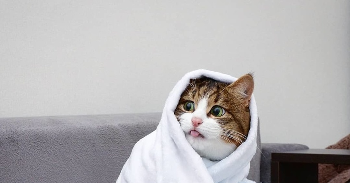 Кот в полотенце. Кот в халате и полотенце. Смешной котик в полотенце. Котик в спа.