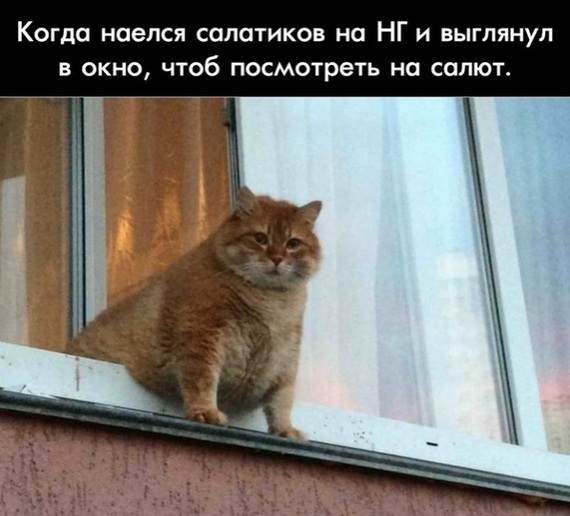 Soon - cat, Food, New Year