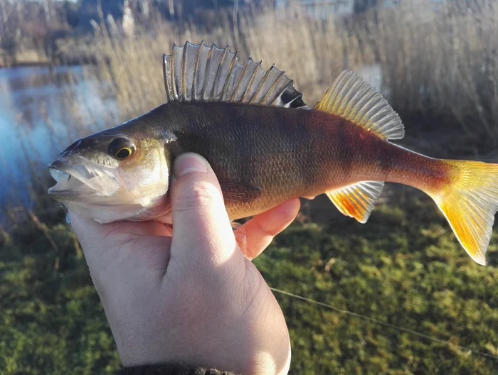 Spinning in December #2 - My, Fishing, Spinning, Catch, Perch, Jig, Cancer and oncology, Swans, Longpost