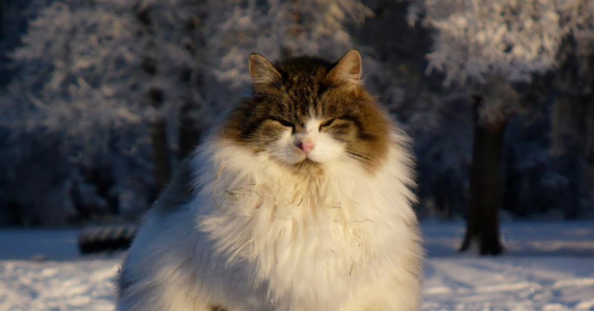 Суровые животные. Норвежская длинношерстная Лесная кошка. Норвежская Лесная кошка Сиамская. Финская Лесная кошка. Норвежская Лесная кошка белая.