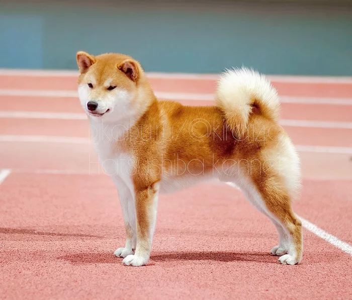 About the Shiba Inu breed, part 4 - My, Dog, Shiba Inu, Breed, Pets, Puppies, Health, Longpost