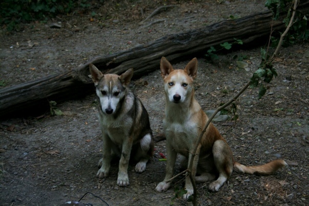 Breed of dog - My, Stray dogs, How to determine