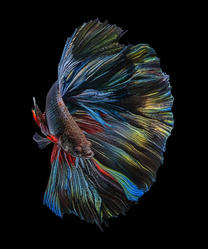 Betta fish - Cockerel fish, A fish, Betta splendens, Boredpanda, Longpost