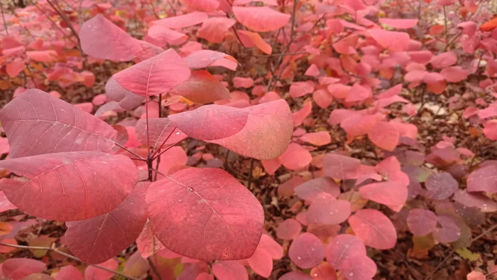 Crimson shade - Nature, The photo, Forest