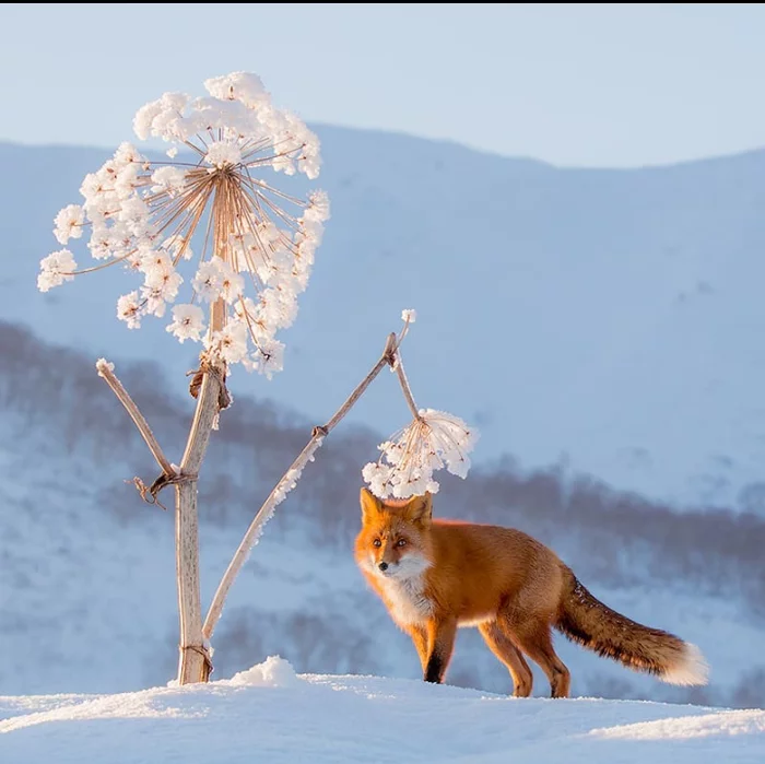 Winter landscape - Fox, Landscape, Winter