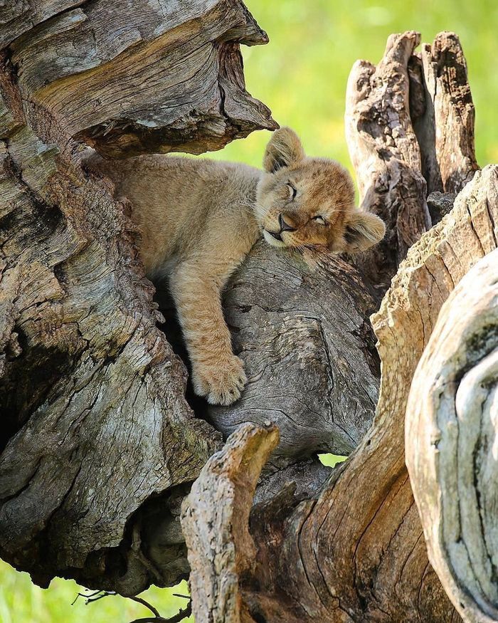 Tired - a lion, Dream, The photo, Lion cubs, Big cats, Africa, Wild animals, Young