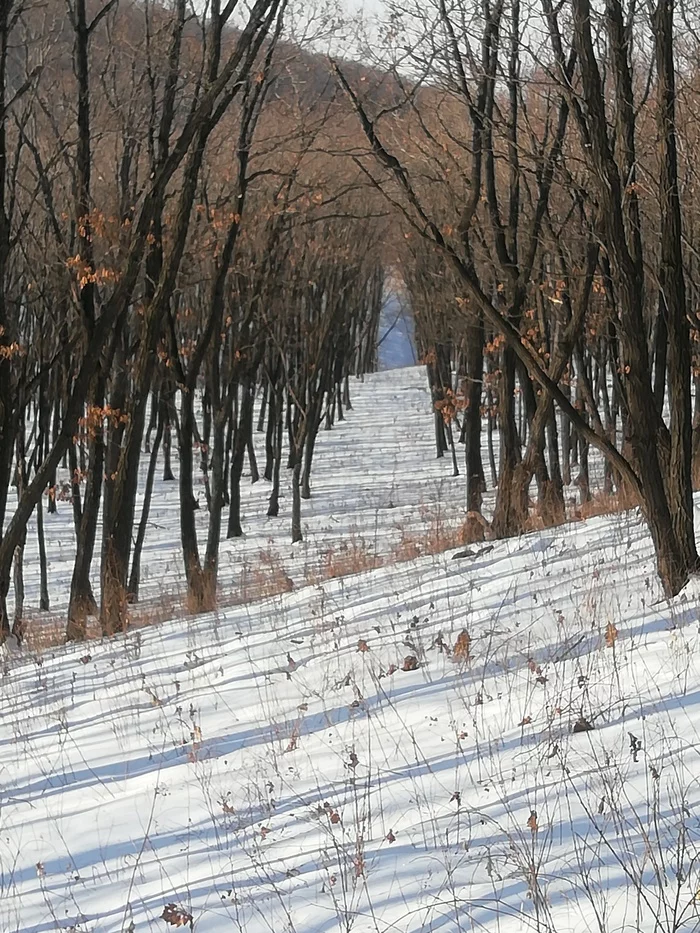 Winter outing - My, Metal detector, Primorsky Krai, Hiking, Forest, Dog, Longpost