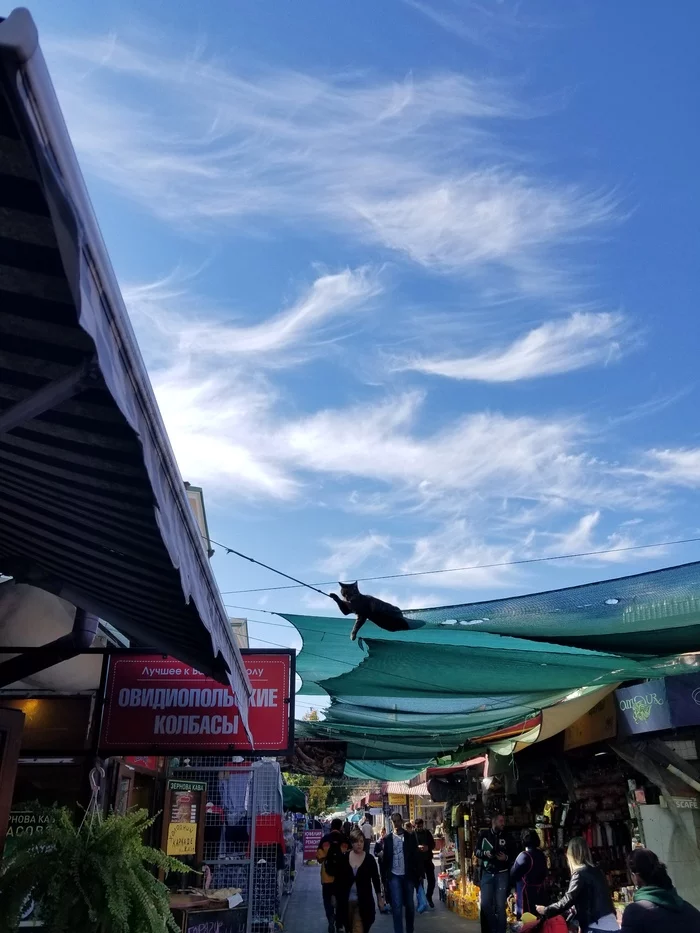 Sausage keeper - My, Odessa, cat, Sky, Market