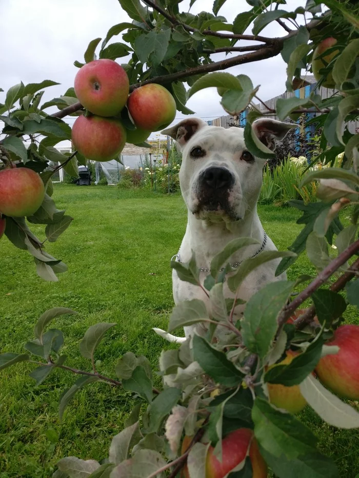 Apples - Dog, Milota, Gardening, Longpost