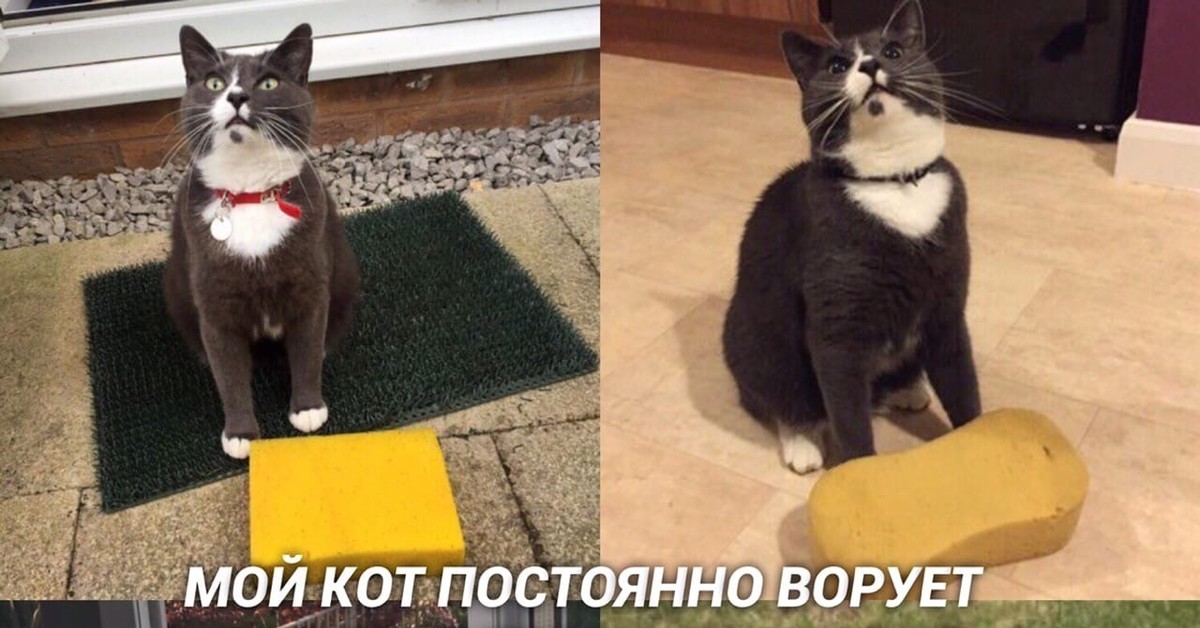 Кот нормально. Кот принес документы.