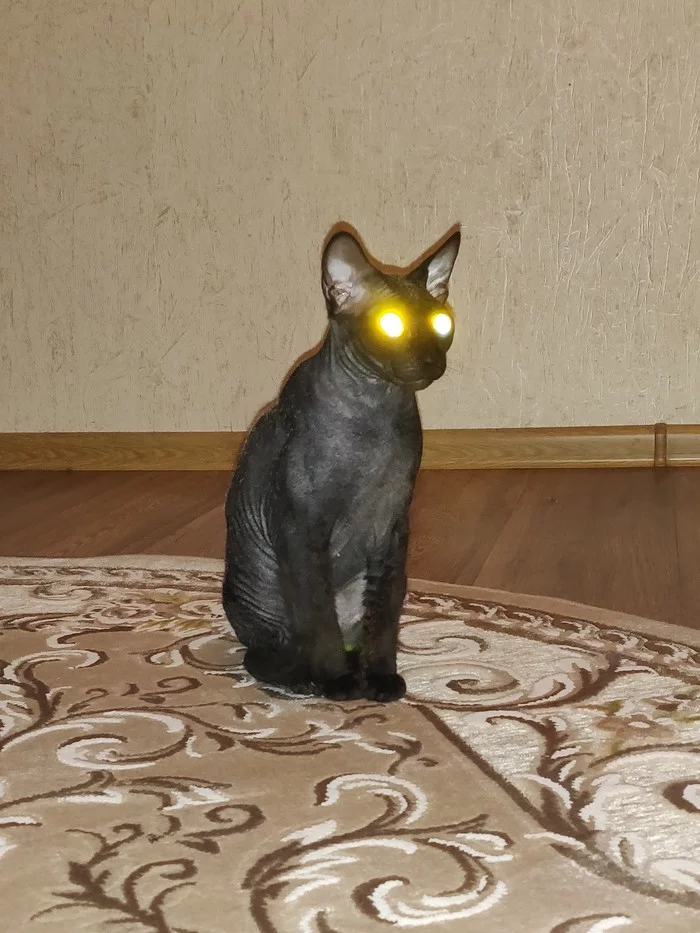 Flash photography - My, Horror, Glowing eyes, St. Petersburg Sphinx, Longpost, Animals, cat