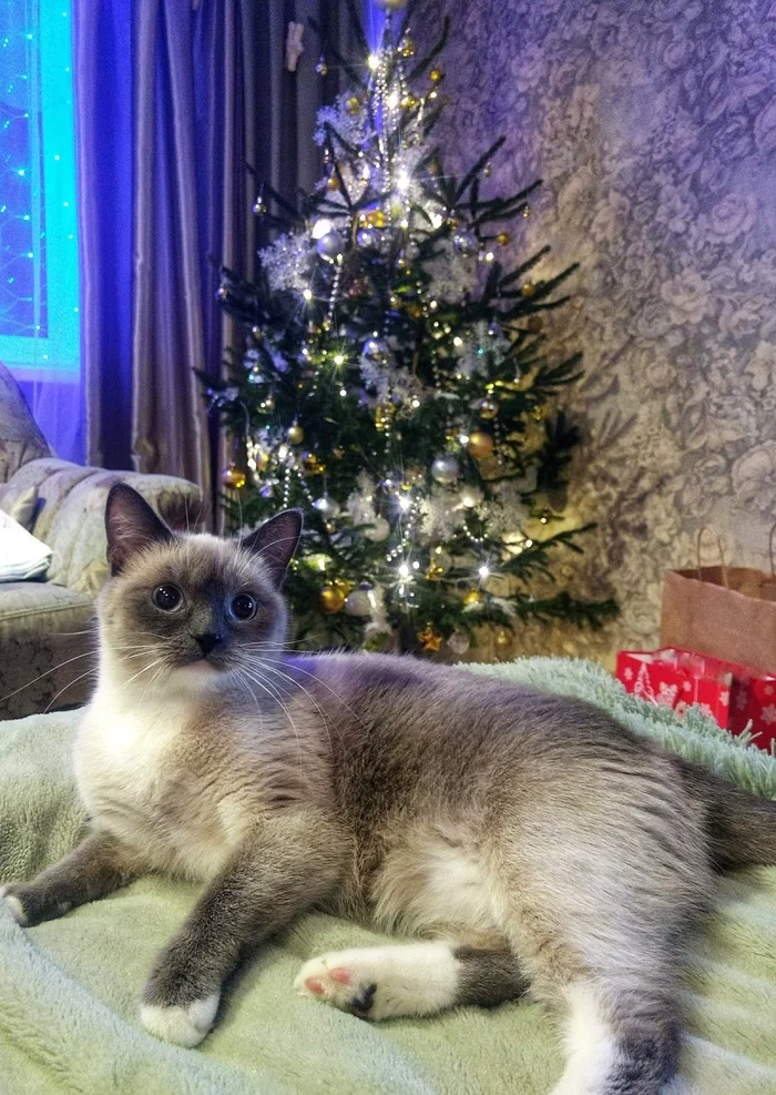 ADM. Pokrov - Minsk - My, Gift exchange report, New Year, Secret Santa, Gift exchange, Longpost, cat, New Year's gift exchange