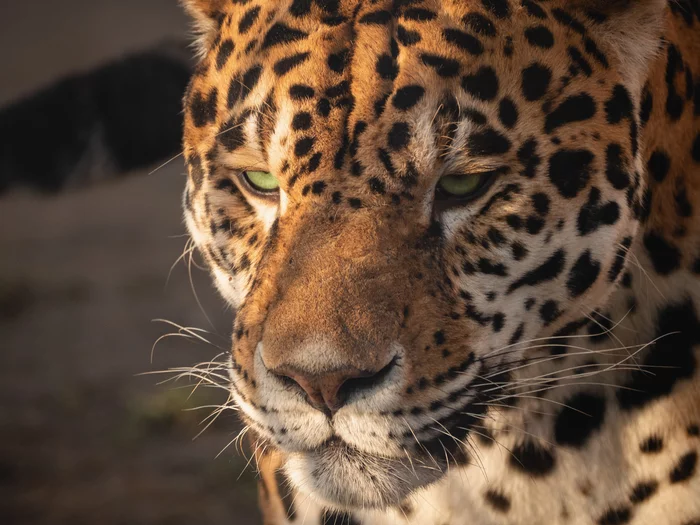 Leo - My, cat, Leopard, The photo, Animals, Olympus